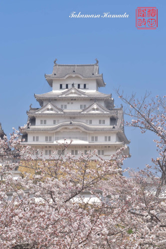 姫路桜№9